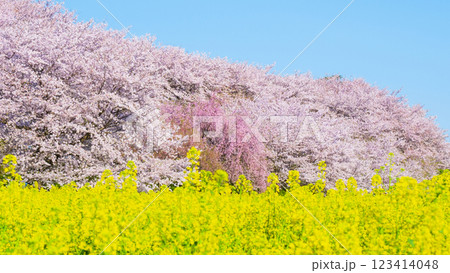 権現堂桜堤 権現堂桜堤 123414048