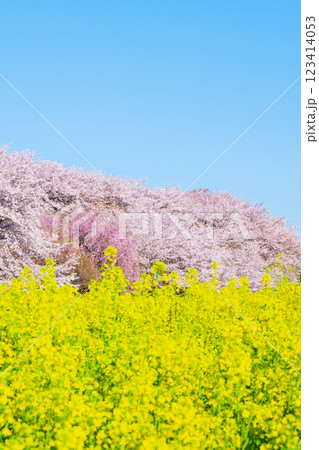 権現堂桜堤 123414053