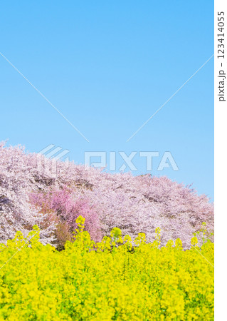 権現堂桜堤 権現堂桜堤 123414055