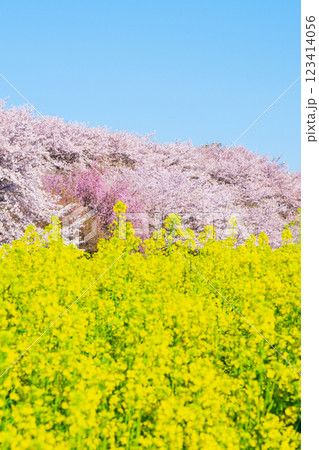 権現堂桜堤 123414056