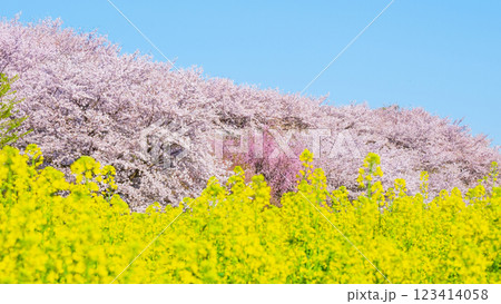 権現堂桜堤 権現堂桜堤 123414058