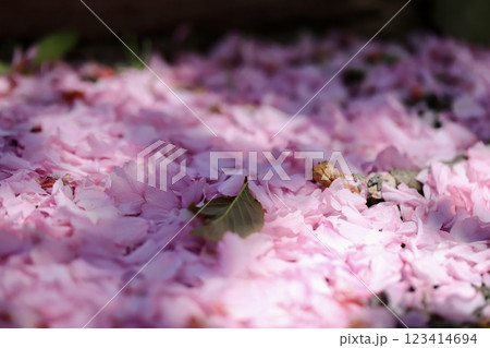 地面いっぱいに散った八重桜の花びら 地面いっぱいに散った八重桜の花びら 123414694