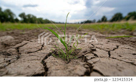 Dried cracked soil with single green grass sprout symbolizing resilience Dried cracked soil with single green grass sprout symbolizing resilience 123415314