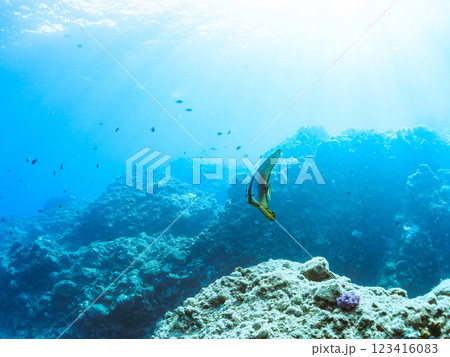 美しく不思議なツバメウオ（ツバメウオ属）のペア他。静岡県伊豆半島賀茂郡南伊豆町中木ヒリゾ浜2024年 123416083