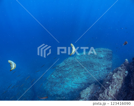 美しく不思議なツバメウオ（ツバメウオ属）のペア他。静岡県伊豆半島賀茂郡南伊豆町中木ヒリゾ浜2024年 123416090