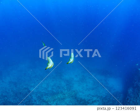 美しく不思議なツバメウオ(ツバメウオ属)のペア他。静岡県伊豆半島賀茂郡南伊豆町中木ヒリゾ浜2024年 美しく不思議なツバメウオ(ツバメウオ属)のペア他。静岡県伊豆半島賀茂郡南伊豆町中木ヒリゾ浜2024年 123416091