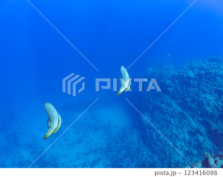 美しく不思議なツバメウオ（ツバメウオ属）のペア他。静岡県伊豆半島賀茂郡南伊豆町中木ヒリゾ浜2024年 123416098