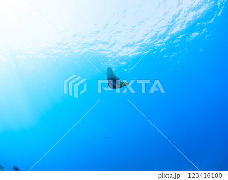 美しく不思議なツバメウオ（ツバメウオ属）のペア他。静岡県伊豆半島賀茂郡南伊豆町中木ヒリゾ浜2024年 123416100