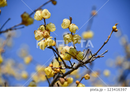 ロウバイ「ソシンロウバイ」 123416397