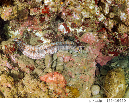 水中洞窟にいる、大きく美しいトラウツボ（ウツボ科）。静岡県伊豆半島賀茂郡南伊豆町中木ヒリゾ浜2024 123416420