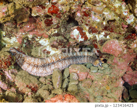 水中洞窟にいる、大きく美しいトラウツボ（ウツボ科）。静岡県伊豆半島賀茂郡南伊豆町中木ヒリゾ浜2024 123416425