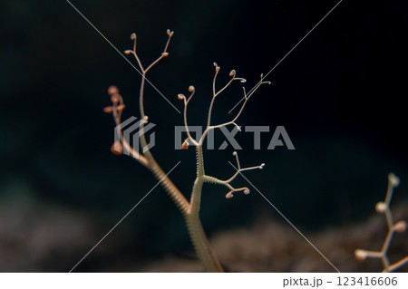 サキワレテヅルモヅル 123416606