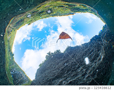 浅瀬を泳ぐ、美しいナンヨウツバメウオの幼魚の半水面撮影 静岡県伊豆半島賀茂郡南伊豆町中木ヒリゾ浜 浅瀬を泳ぐ、美しいナンヨウツバメウオの幼魚の半水面撮影 静岡県伊豆半島賀茂郡南伊豆町中木ヒリゾ浜 123416612