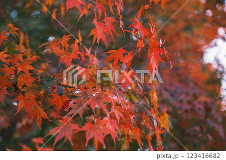 [橿原神宮]真っ赤な紅葉 123416682