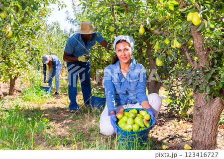 Plantation workers harvesting pears Plantation workers harvesting pears 123416727