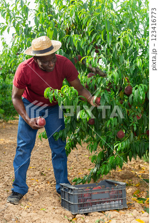 Successful male owner of orchard gathering harvest of ripe peaches on day 123416773