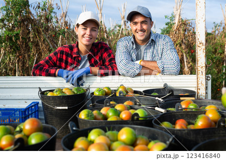Couple of farmers harvest tomatoes and store them in back of car 123416840