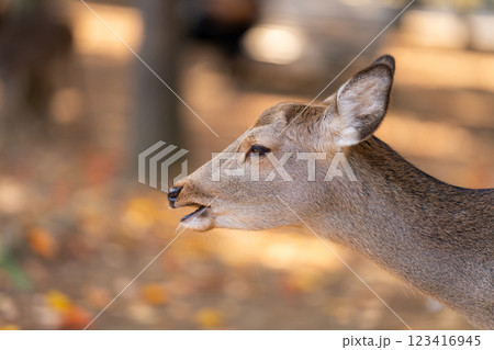 【秋】奈良公園の鹿【紅葉】 123416945