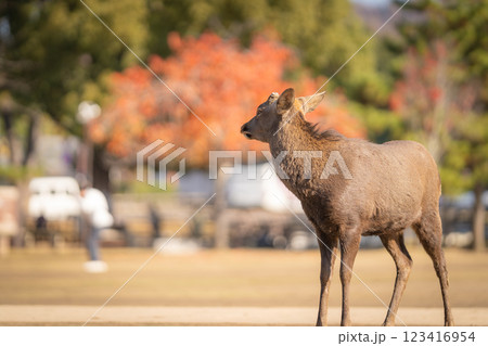 【秋】奈良公園の鹿【紅葉】 123416954