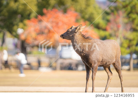【秋】奈良公園の鹿【紅葉】 123416955