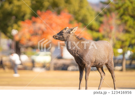 【秋】奈良公園の鹿【紅葉】 123416956