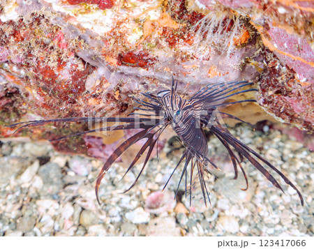美しいハナミノカサゴ(ミノカサゴ亜科)の幼魚。 黒変種。静岡県伊豆半島賀茂郡南伊豆町中木ヒリゾ浜 美しいハナミノカサゴ(ミノカサゴ亜科)の幼魚。 黒変種。静岡県伊豆半島賀茂郡南伊豆町中木ヒリゾ浜 123417066