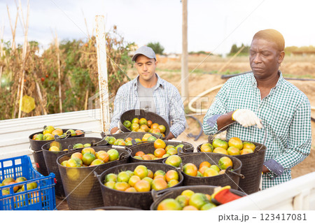 Men loading buckets full of tomatoes on truck 123417081