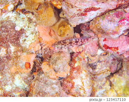 美しいテーブルサンゴと可愛いヒメゴンベ（ゴンベ科）の幼魚他。静岡県伊豆半島賀茂郡南伊豆町中木ヒリゾ浜 123417110