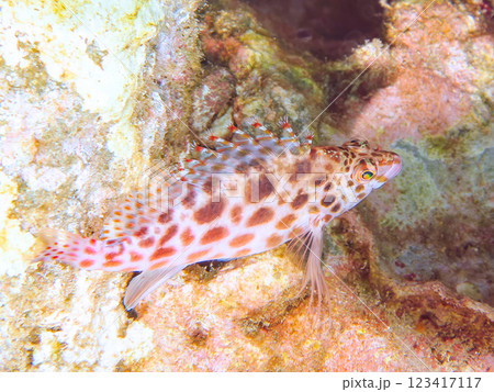 美しいテーブルサンゴと可愛いヒメゴンベ（ゴンベ科）の幼魚他。静岡県伊豆半島賀茂郡南伊豆町中木ヒリゾ浜 123417117