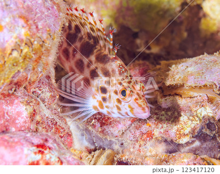 美しいテーブルサンゴと可愛いヒメゴンベ（ゴンベ科）の幼魚他。静岡県伊豆半島賀茂郡南伊豆町中木ヒリゾ浜 123417120