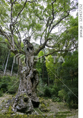 武雄神社にある全国で第7位の大きさを誇る武雄の大楠（佐賀県武雄市） 123417152