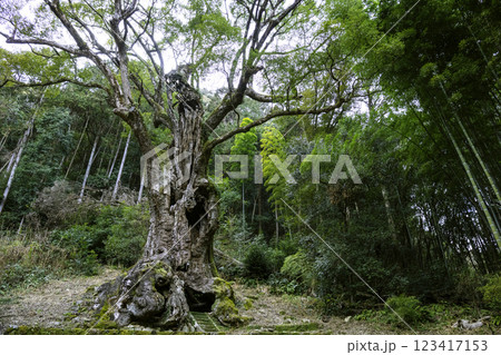 武雄神社にある全国で第7位の大きさを誇る武雄の大楠（佐賀県武雄市） 123417153