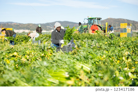 Portrait of successful african american farmer standing on celery plantation with vegetables in hands during harvest 123417186