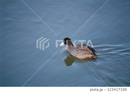 信濃川・やすらぎ堤の大鷭(おおばん) 123417189