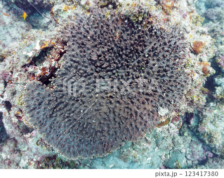 白化現象のテーブルサンゴのナンヨウハギ、フタスジリュウキュウスズメダイ、ミツボシクロスズメダイ幼魚他 123417380