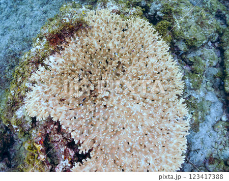 白化現象のテーブルサンゴのナンヨウハギ、フタスジリュウキュウスズメダイ、ミツボシクロスズメダイ幼魚他 123417388