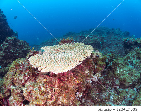 白化現象のテーブルサンゴのナンヨウハギ、フタスジリュウキュウスズメダイ、ミツボシクロスズメダイ幼魚他 123417389