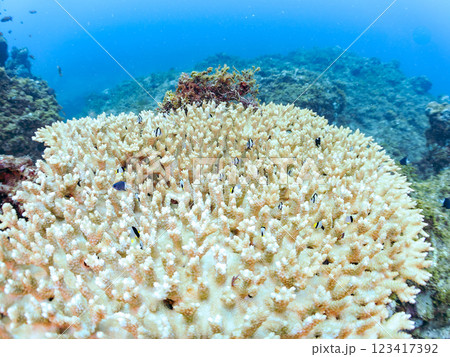 白化現象のテーブルサンゴのナンヨウハギ、フタスジリュウキュウスズメダイ、ミツボシクロスズメダイ幼魚他 123417392