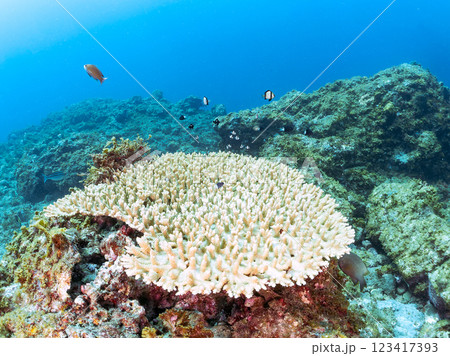 白化現象のテーブルサンゴのナンヨウハギ、フタスジリュウキュウスズメダイ、ミツボシクロスズメダイ幼魚他 123417393