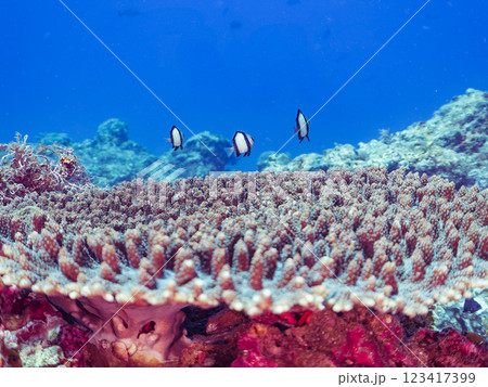 白化現象のテーブルサンゴのナンヨウハギ、フタスジリュウキュウスズメダイ、ミツボシクロスズメダイ幼魚他 123417399