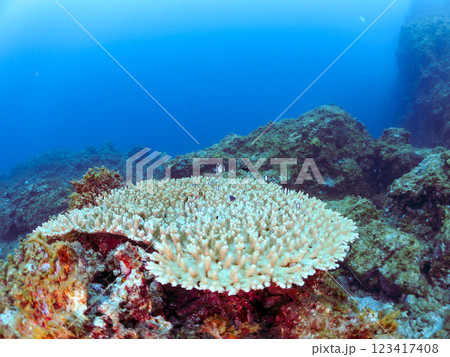 白化現象のテーブルサンゴのナンヨウハギ、フタスジリュウキュウスズメダイ、ミツボシクロスズメダイ幼魚他 123417408