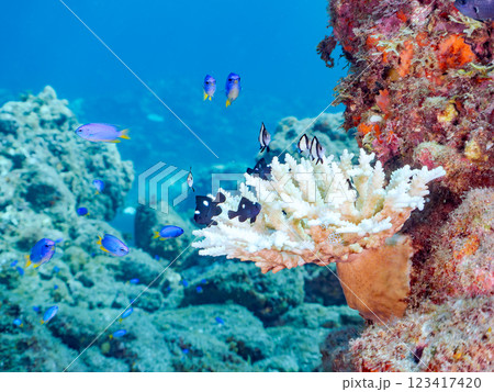 白化現象のテーブルサンゴのナンヨウハギ、フタスジリュウキュウスズメダイ、ミツボシクロスズメダイ幼魚他 123417420