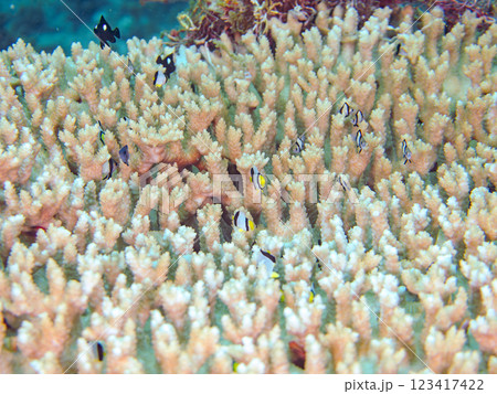 白化現象のテーブルサンゴのナンヨウハギ、フタスジリュウキュウスズメダイ、ミツボシクロスズメダイ幼魚他 123417422