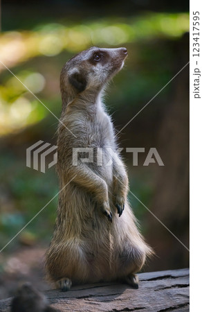 Portrait of Meerkat Suricata suricatta 123417595