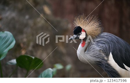 Grey crowned crane 123417596