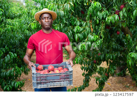 Man holding crate of peaches in hands 123417597