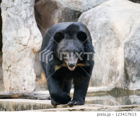 asiatic black bear in zoo asiatic black bear in zoo 123417613