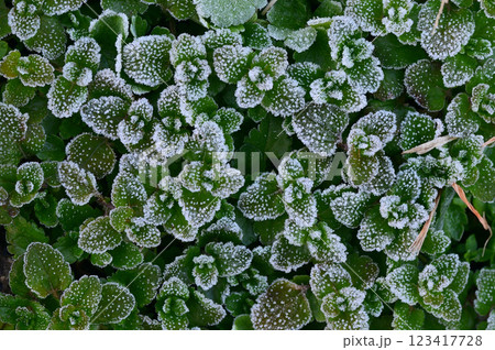 霜の降りた野原の草　クローズアップ 123417728