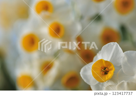 スイセンの花　マクロ撮影 123417737