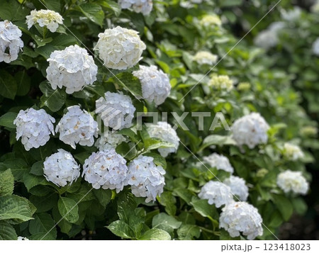 白い紫陽花 白い紫陽花 123418023